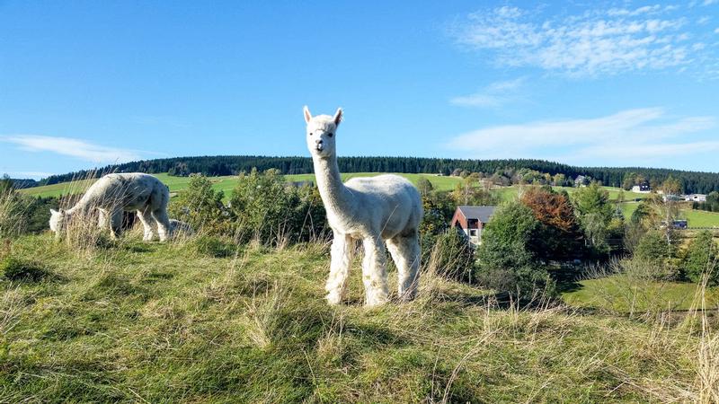 Alpakas auf der Traumweide Oberwiesenthal