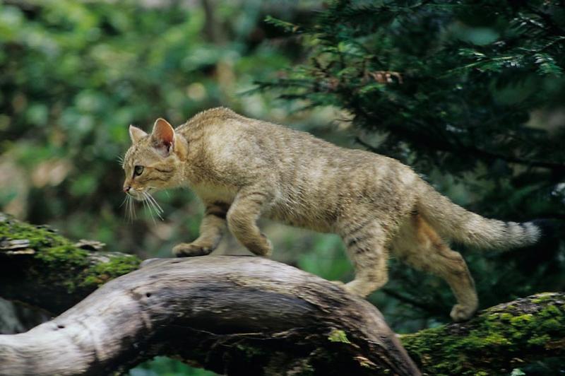 Fotoausstellung "Wildkatzensprung - Rückkehr auf leisen Pfoten"